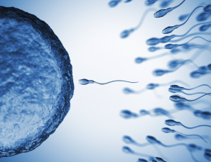 Fertility